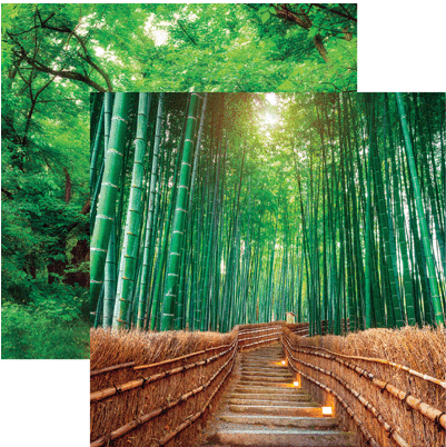 Bamboo Byway Designed Paper