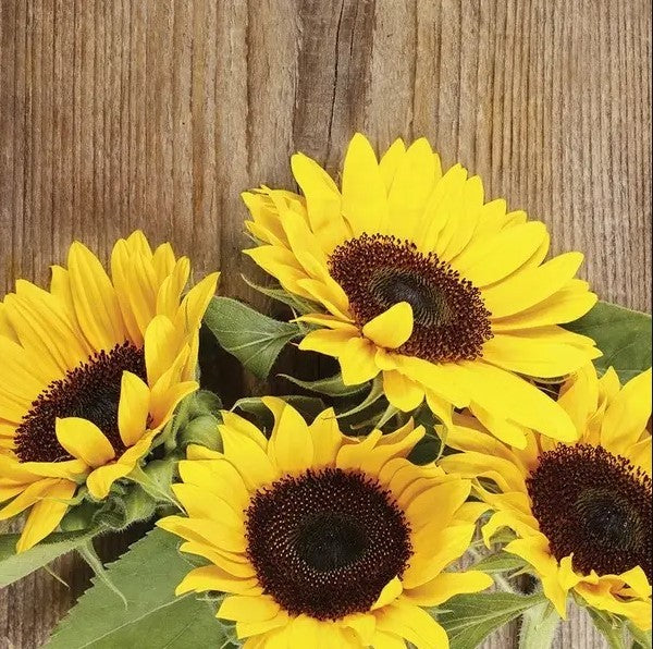 Sunflower Seeds