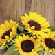 Sunflower Seeds