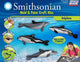 Mold and Paint Kit Dolphins