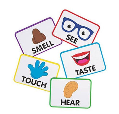 Jumbo Five Senses Magnets 5/pk