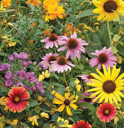 Bird & Butterfly Mix-Wild flowers Seeds_x000d_
Grows 60-90 Days 3/pcs per kid is enough Approx 30pc