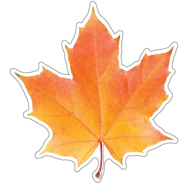 Photo Leaf Paper Cut-Outs 5" 36/pk