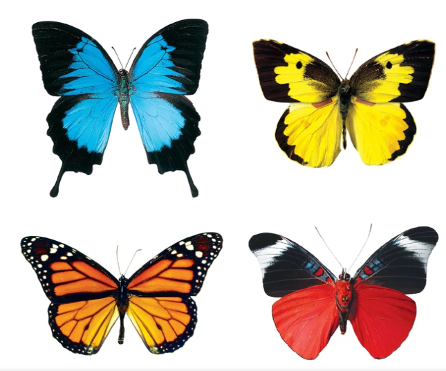 Butterflies Mini Accents Variety Pack 3" 36/pk (Discontinued)