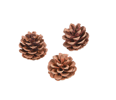 Natural Pinecones 2 1/2" 12/pk