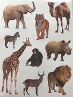 Jungle animal stickers 10/Sheets