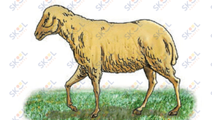 Sheep Cutout 2.5" x 2" 20/pk