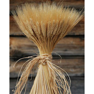 Large Dried Wheat Bunches 2.5oz