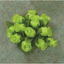 Poly Rose 144/pk
