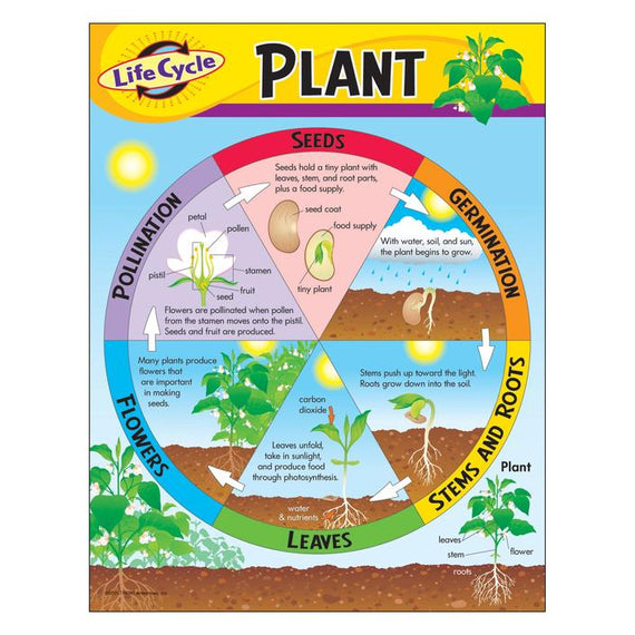 Life Cycle of a Plant Learning Chart 17" x 22" 1/pk